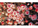 Strawberry Anemone - Cnidarians<br>(<i>Corynactis californica</i>)