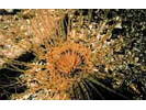 Tube-dwelling Anemone - Cnidarians<br>(<i>Pachycerianthus fimbriatus</i>)