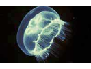 Moon Jelly - Cnidarians<br>(<i>Aurelia labiata</i>)