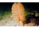 Orange Sea Pen - Cnidarians<br>(<i>Ptilosarcus gurneyi</i>)