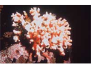 Pink Hydrocoral - Cnidarians<br>(<i>Stylaster venustus / verrillii</i>)