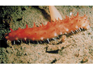California Sea Cucumber - Echinoderms<br>(<i>Parastichopus californicus</i>)