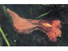 Orange Sea Cucumber - Echinoderms<br>(<i>Cucumaria miniata</i>)
