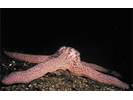 Spiny Pink Star - Echinoderms<br>(<i>Pisaster brevispinus</i>)