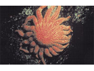 Sunflower Star - Echinoderms<br>(<i>Pycnopodia helianthoides</i>)