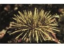 Green Sea Urchin - Echinoderms<br>(<i>Strongylocentrotus droebachiensis</i>)
