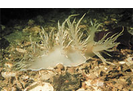 Giant Nudibranch - Mollusks<br>(<i>Dendronotus iris</i>)