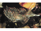 Opalescent Nudibranch - Mollusks<br>(<i>Hermissenda crassicornis / opalescens</i>)