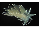 White-lined Dirona - Mollusks<br>(<i>Dirona albolineata</i>)