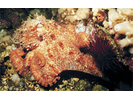 Giant Pacific Octopus - Mollusks<br>(<i>Enteroctopus dofleini</i>)