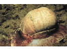 Lewis' Moonsnail - Mollusks<br>(<i>Neverita lewisii</i>)