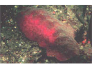 Gumboot Chiton - Mollusks<br>(<i>Cryptochiton stelleri</i>)