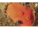 Shiny Orange Sea Squirt - Urochordates<br>(<i>Cnemidocarpa finmarkiensis</i>)