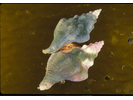 Kellet's Whelk - Mollusks<br>(<i>Kelletia kelletii</i>)