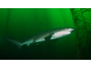 Sevengill Shark - Cow Shark<br>(<i>Notorynchus cepedianus</i>)