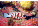 Tiger Rockfish - Scorpionfish<br>(<i>Sebastes nigrocinctus</i>)