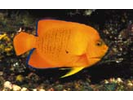 Clarion Angelfish - Angelfish - Ángel<br>(<i>Holacanthus clarionensis</i>)
