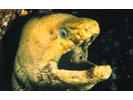 Panamic Green Moray - Moray (<i>Gymnothorax castaneus</i>)