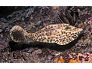 Scrawled Filefish - Filefish<br>(<i>Aluterus scriptus</i>)