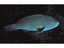 Azure Parrotfish - Parrotfish - Loro<br>(<i>Scarus compressus</i>)