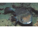 Porcupinefish - Porcupinefish (<i>Diodon hystrix</i>)