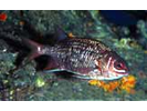 Tinsel Squirrelfish - Squirrelfish - Candil (<i>Sargocentron suborbitalis</i>)