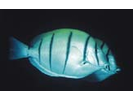 Convict Surgeonfish - Surgeonfish - Cirujano<br>(<i>Acanthurus triostegus</i>)