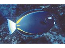 Goldrim Surgeonfish - Surgeonfish - Cirujano<br>(<i>Acanthurus nigricans</i>)
