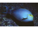 Yellowfin Surgeonfish - Surgeonfish - Cirujano<br>(<i>Acanthurus xanthopterus</i>)
