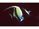 Moorish Idol - Moorish Idol (<i>Zanclus cornutus</i>)