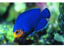 Cherubfish - Angelfish (<i>Centropyge argi</i>)