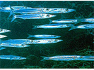 Northern / Southern Sennet - Barracuda<br>(<i>Sphyraena borealis/picudilla</i>)