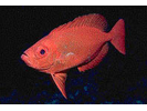 Bigeye - Bigeye<br>(<i>Priacanthus arenatus</i>)