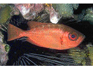 Glasseye Snapper (Atlantic) - Bigeye<br>(<i>Heteropriacanthus cruentatus</i>)