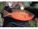 Glasseye Snapper (Atlantic) - Bigeye (<i>Heteropriacanthus cruentatus</i>)