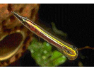 Arrow Blenny - Blenny - Pike, tube, and flag<br>(<i>Lucayablennius zingaro</i>)