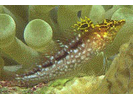 Diamond Blenny - Blenny - Labrisomids<br>(<i>Malacoctenus boehlkei</i>)