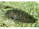 Hairy Blenny Complex - Blenny - Labrisomids<br>(<i>Labrisomus nuchipinnis/L. conditus/L.cricota</i>)