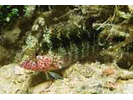 Rosy Blenny - Blenny - Labrisomids (<i>Malacoctenus macropus</i>)