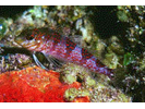 Saddled Blenny - Blenny - Labrisomids<br>(<i>Malacoctenus triangulatus</i>)