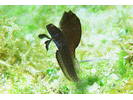 Sailfin Blenny - Blenny - Pike, tube, and flag (<i>Emblemaria pandionis</i>)