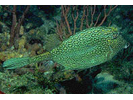 Honeycomb Cowfish - Boxfish<br>(<i>Acanthostracion polygonius</i>)