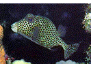 Spotted Trunkfish - Boxfish (<i>Lactophrys bicaudalis</i>)