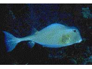 Trunkfish - Boxfish<br>(<i>Lactophrys trigonus</i>)