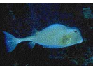 Trunkfish - Boxfish (<i>Lactophrys trigonus</i>)