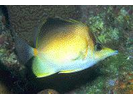 Longsnout Butterflyfish - Butterflyfish<br>(<i>Chaetodon aculeatus</i>)
