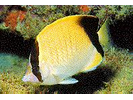 Reef Butterflyfish - Butterflyfish<br>(<i>Chaetodon sedentarius</i>)