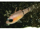 Barred Cardinalfish - Cardinalfish<br>(<i>Apogon binotatus</i>)