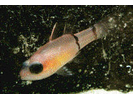 Barred Cardinalfish - Cardinalfish (<i>Apogon binotatus</i>)