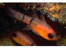 Belted Cardinalfish - Cardinalfish<br>(<i>Apogon townsendi</i>)